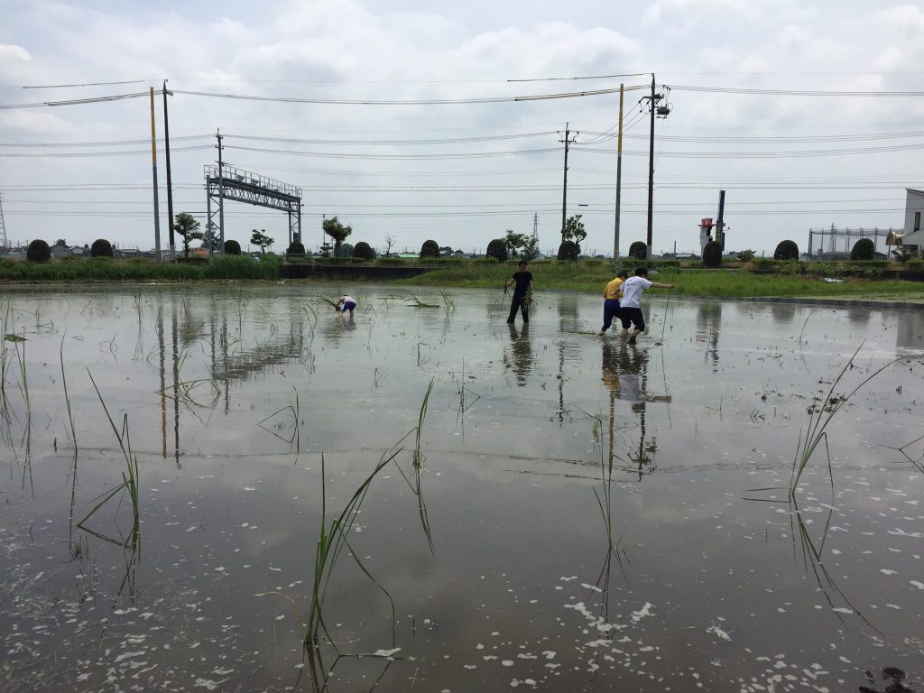 羽島市でマコモダケの田植え